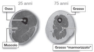 Sezione trasversale